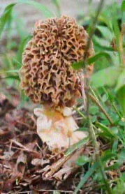 Morchella smithiana (Morchella smithiana) — photo mycologique
