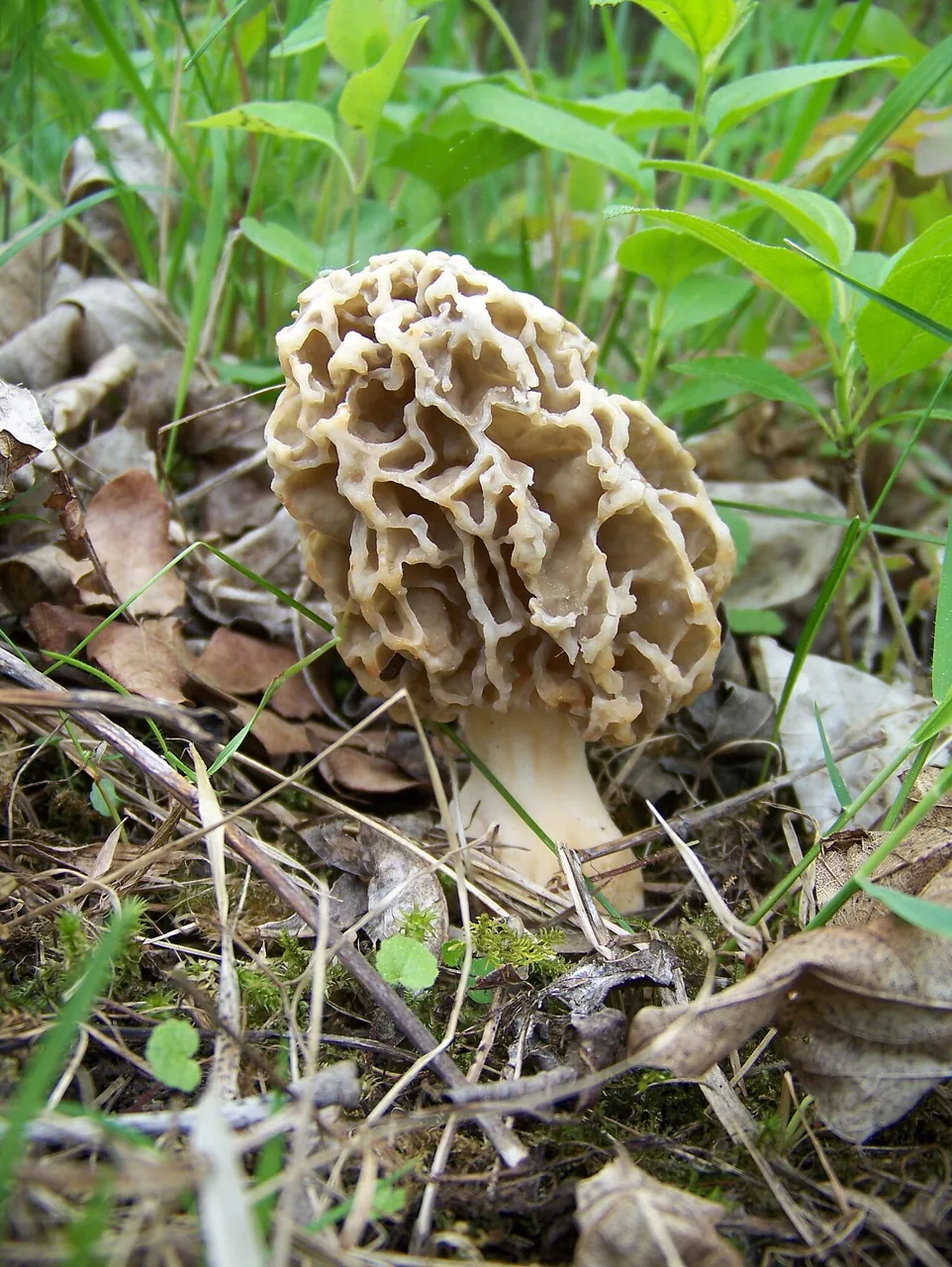 Morchella vulgaris (Morchella vulgaris) — photo mycologique