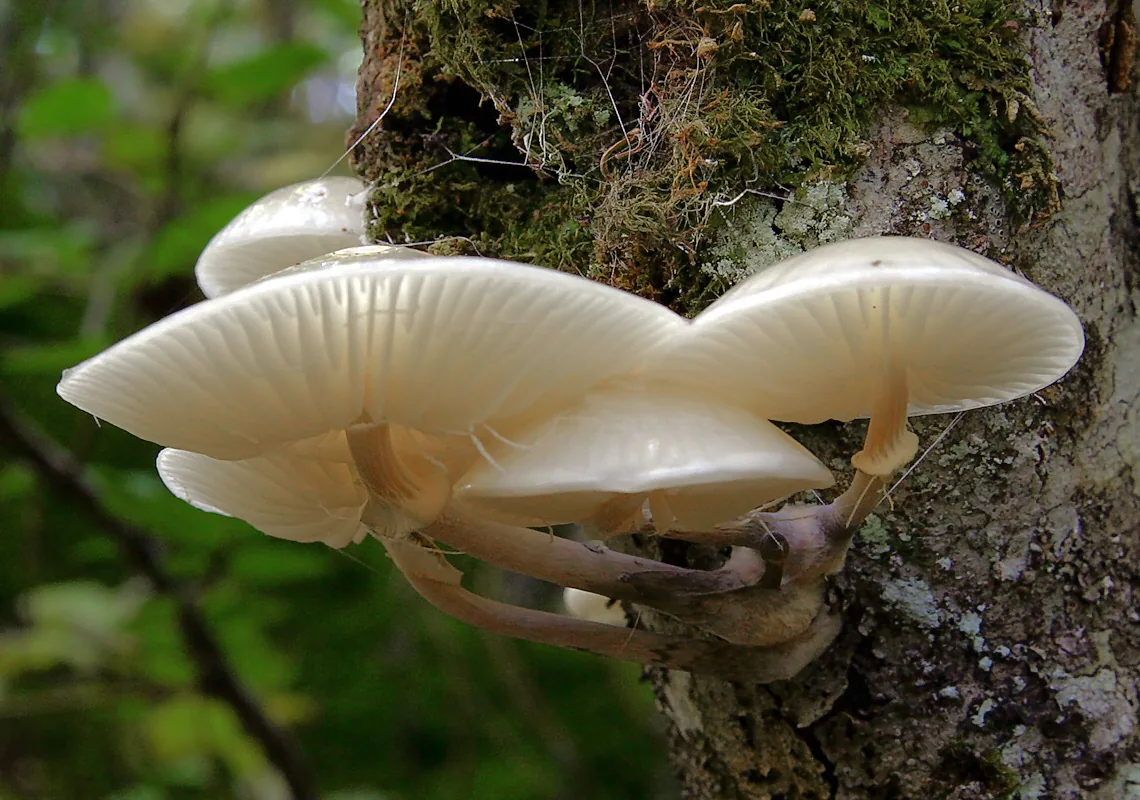 Mucidula mucida (Mucidula mucida) — photo mycologique