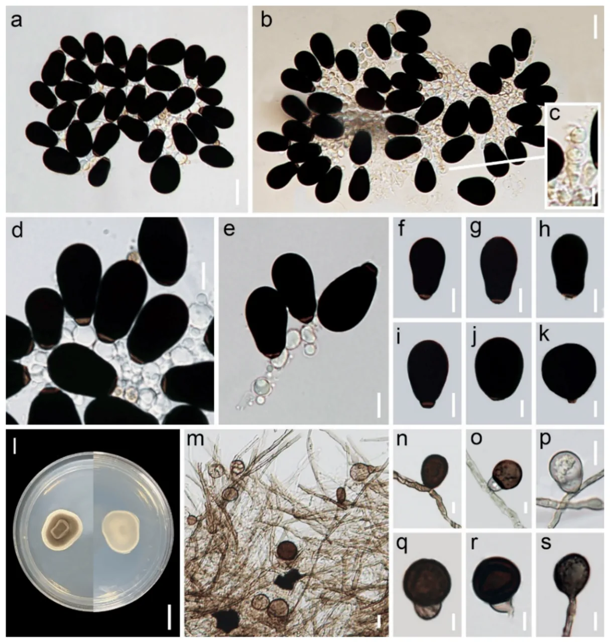 Mucispora phangngaensis (Mucispora phangngaensis) — photo mycologique