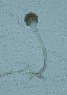 Mucor microsporus (Mucor microsporus) — photo mycologique