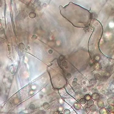 Mucor plumbeus (Mucor plumbeus) — photo mycologique