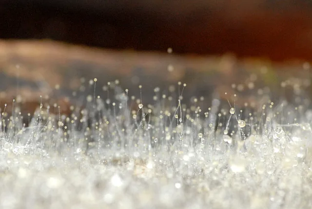 Mucor pseudocircinelloides (Mucor pseudocircinelloides) — photo mycologique