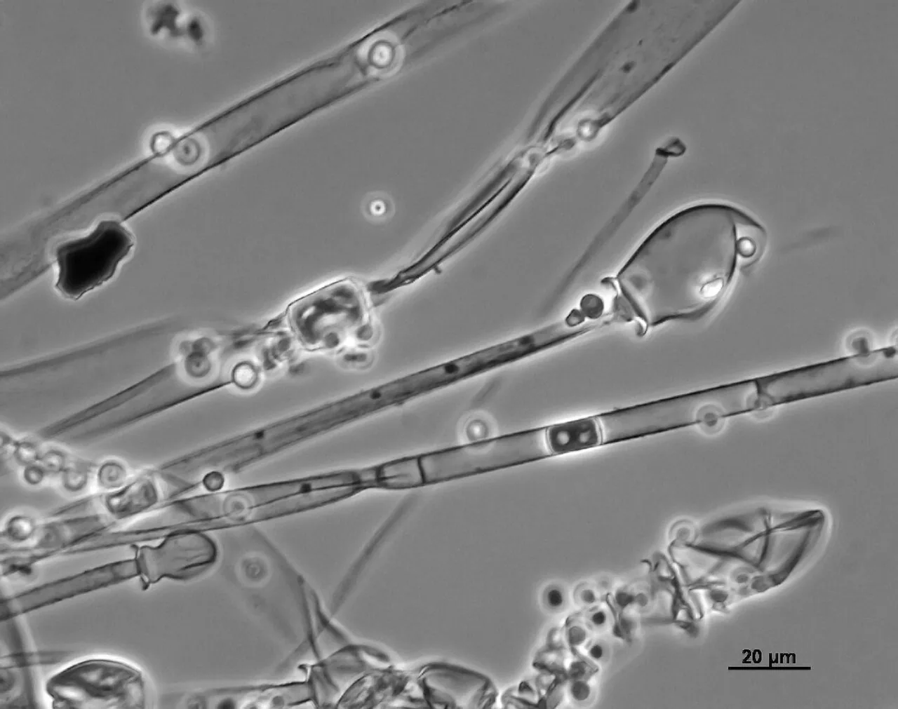 Mucor racemosus (Mucor racemosus) — photo mycologique