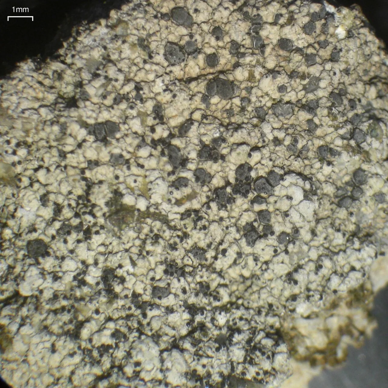 Muellerella pygmaea (Muellerella pygmaea) — photo mycologique