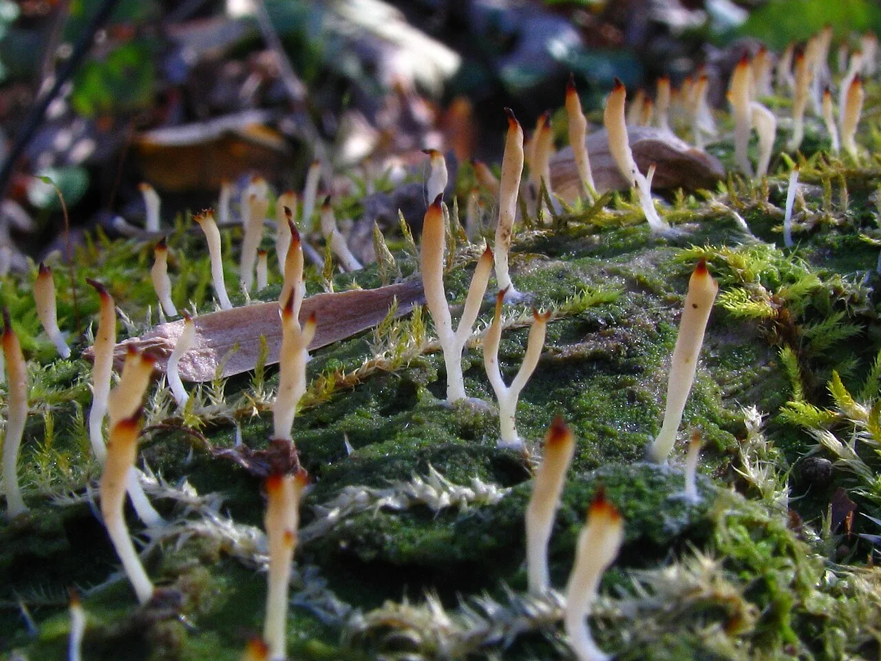 Multiclavula constans (Multiclavula constans) — photo mycologique