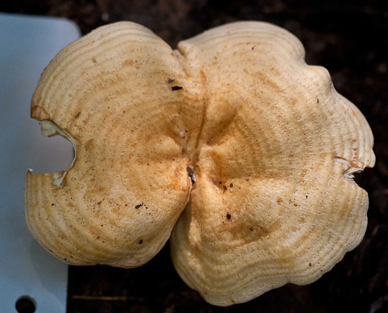 Multifurca furcata (Multifurca furcata) — photo mycologique