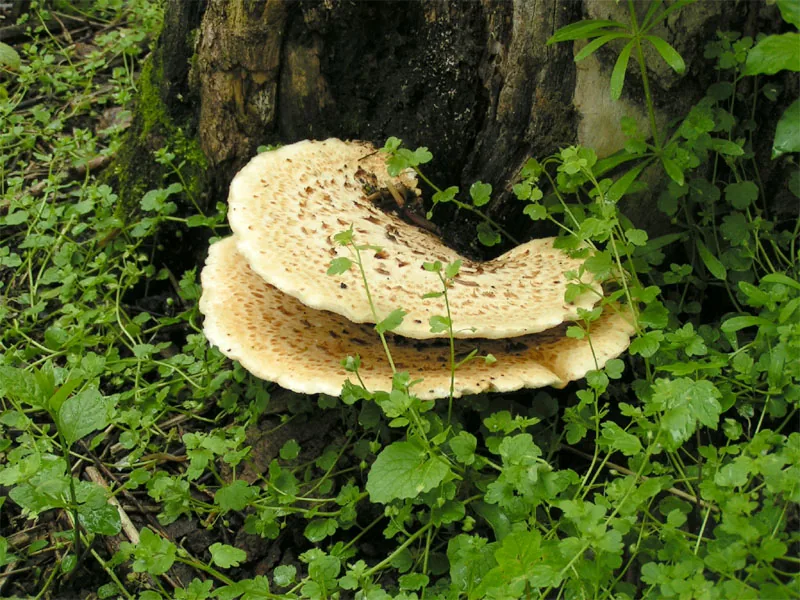 Murinicarpus subadustus (Murinicarpus subadustus) — photo mycologique