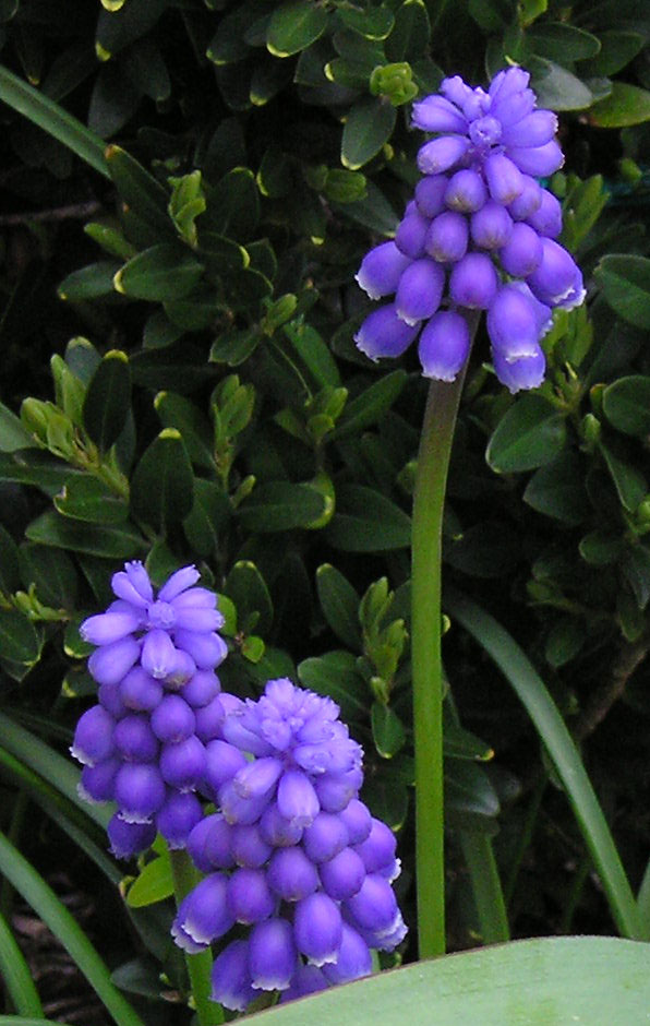 Muscari (Muscari) — photo botanique
