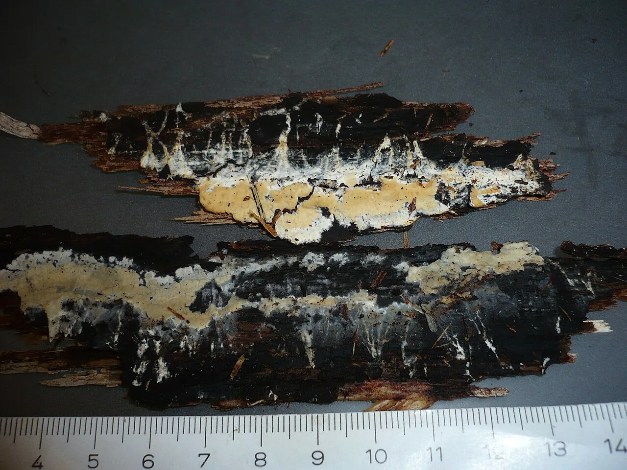 Mutatoderma mutatum (Mutatoderma mutatum) — photo mycologique