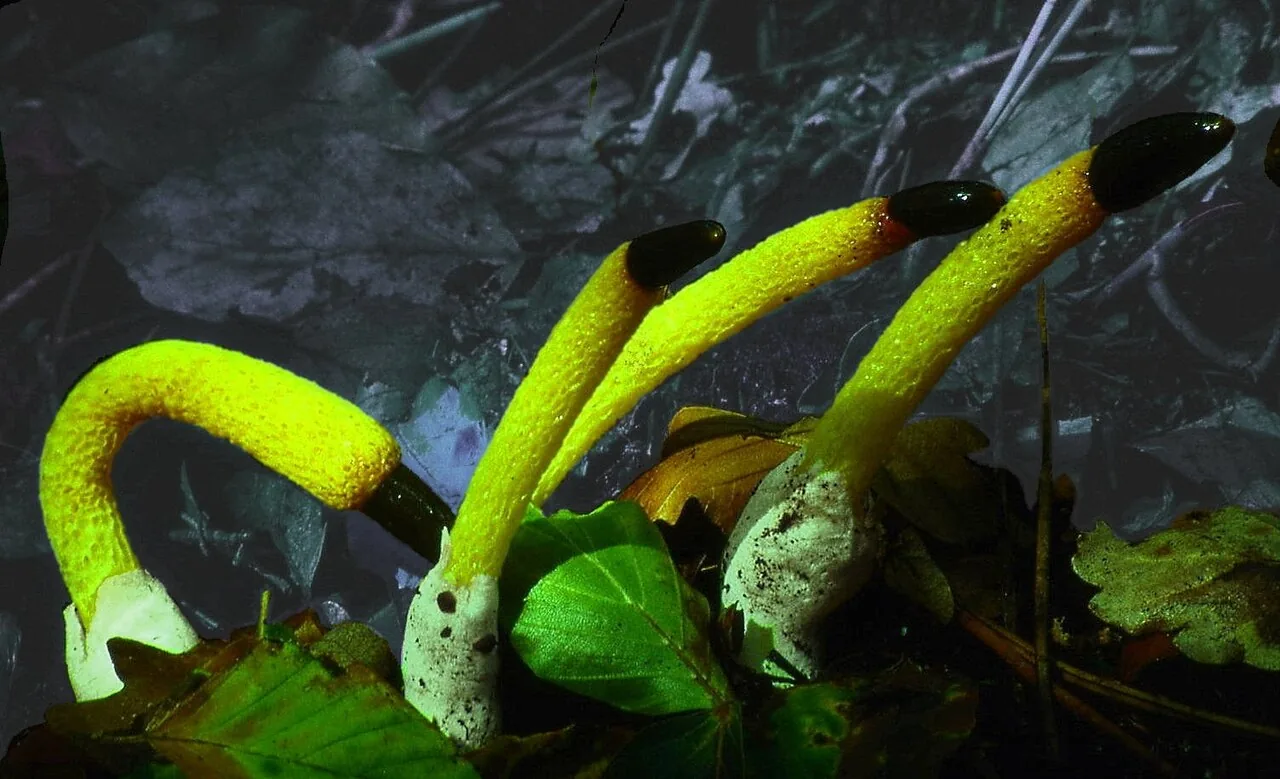 Mutinus sulcatus (Mutinus sulcatus) — photo mycologique