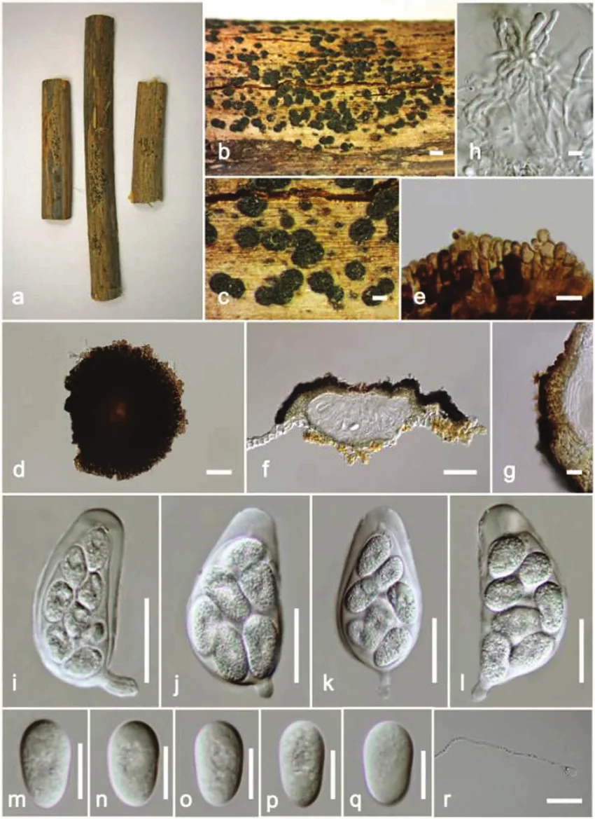 Muyocopron lycopodii (Muyocopron lycopodii) — photo mycologique