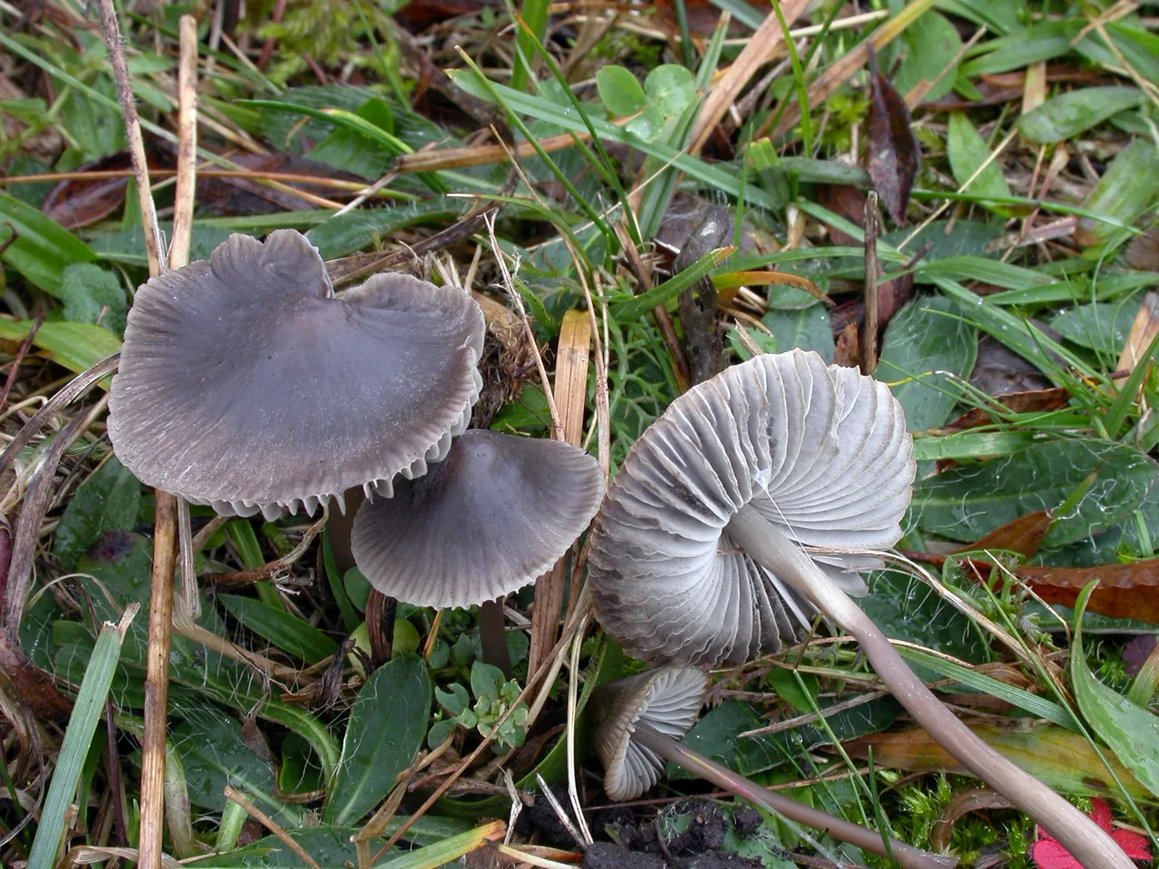 Mycena aetites (Mycena aetites) — photo mycologique