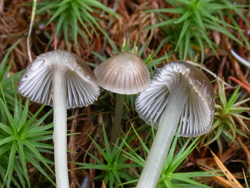 Mycena agrestis (Mycena agrestis) — photo mycologique