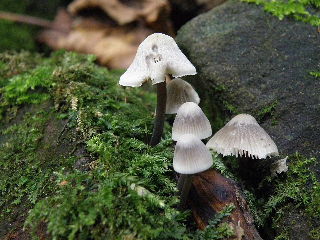 Mycena arcangeliana (Mycena arcangeliana) — photo mycologique