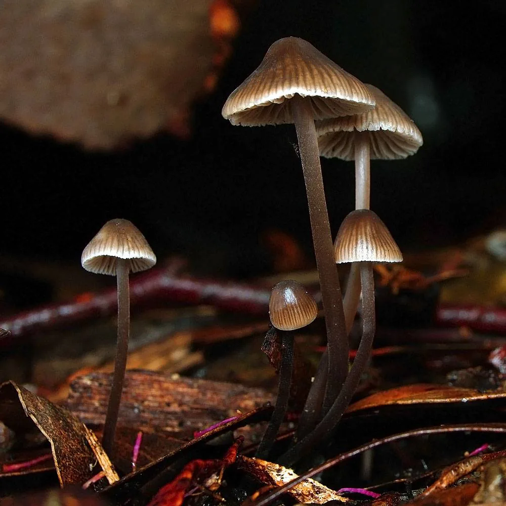 Mycena atrata (Mycena atrata) — photo mycologique