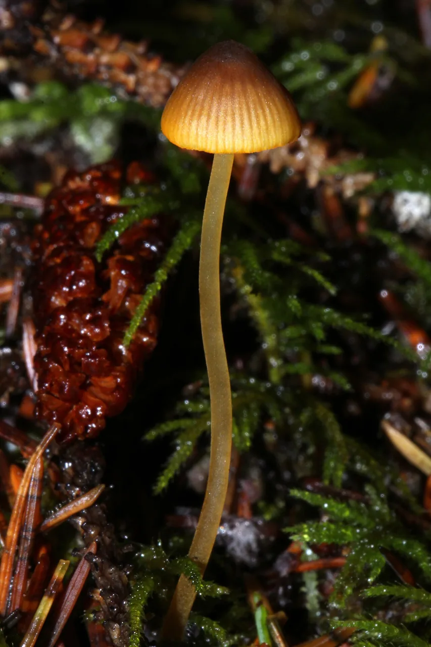 Mycena aurantiomarginata (Mycena aurantiomarginata) — photo mycologique