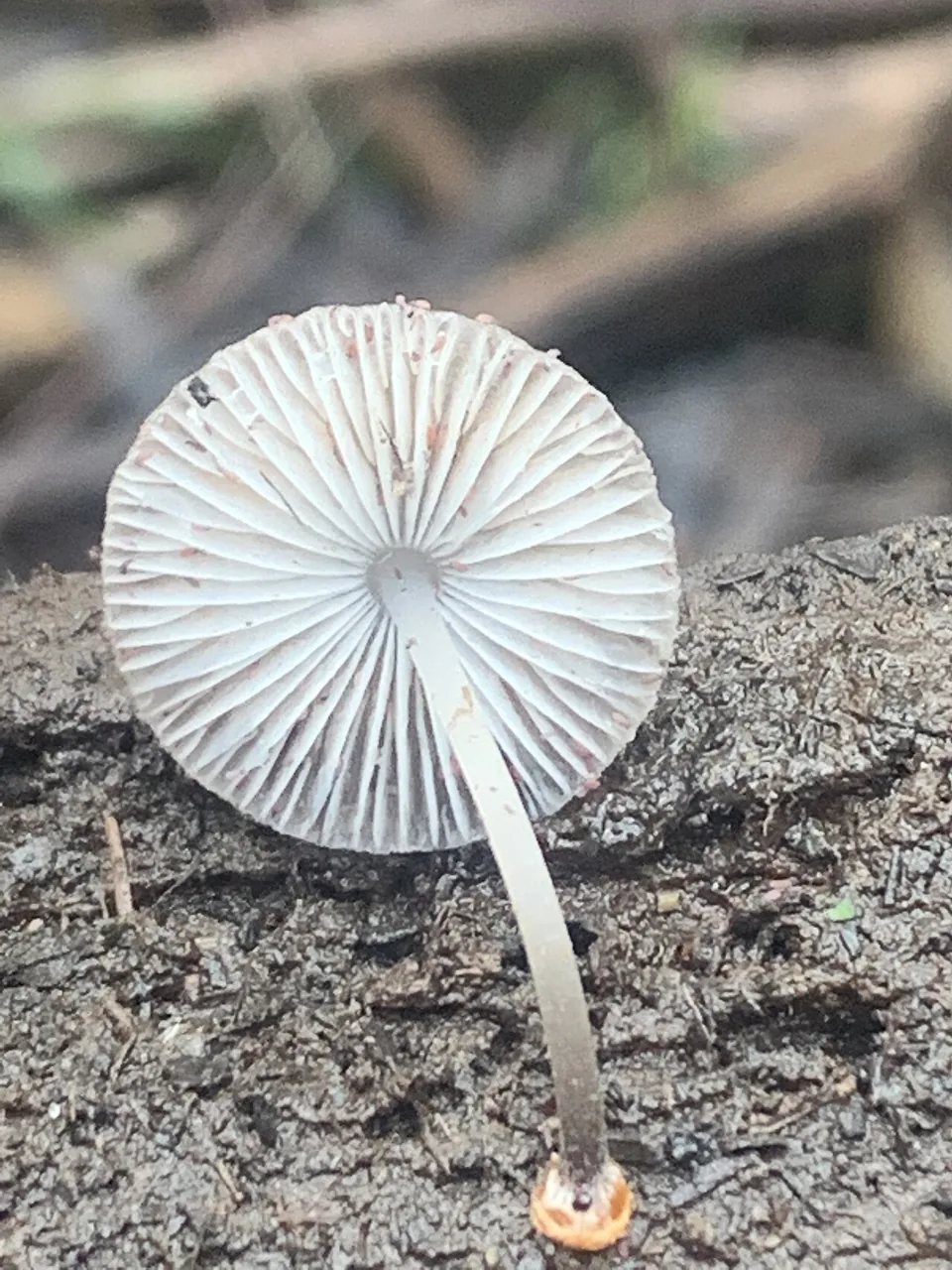 Mycena carmeliana (Mycena carmeliana) — photo mycologique