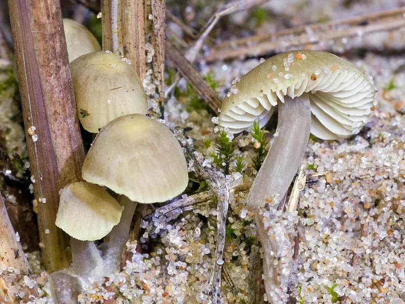 Mycena chlorantha (Mycena chlorantha) — photo mycologique