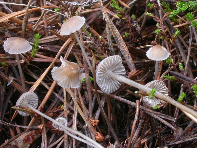 Mycena clavicularis (Mycena clavicularis) — photo mycologique