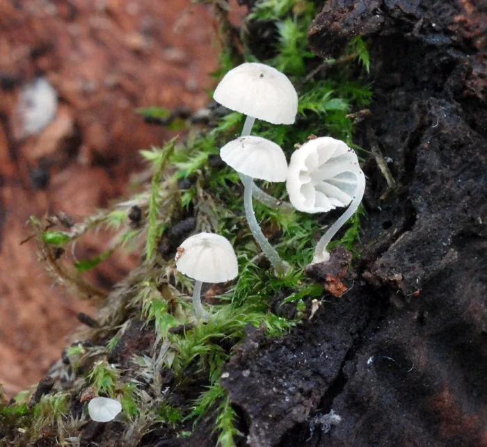 Mycena clavularis (Mycena clavularis) — photo mycologique