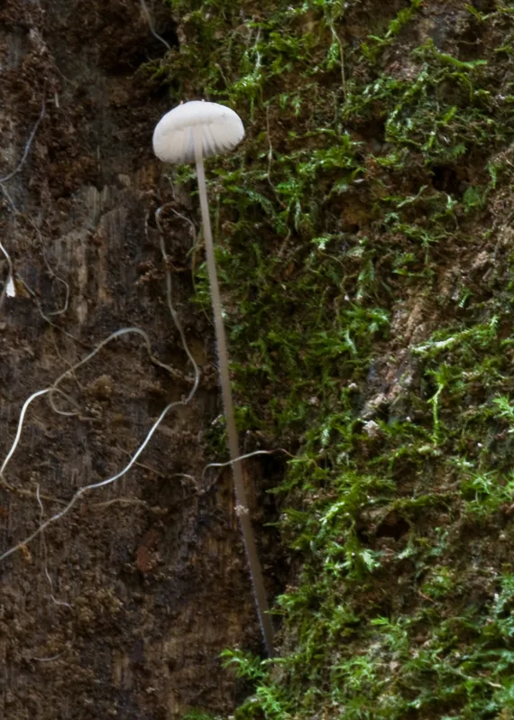 Mycena cystidiosa (Mycena cystidiosa) — photo mycologique
