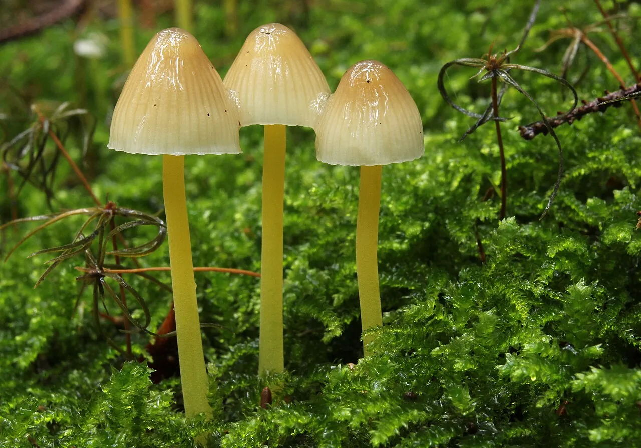 Mycena epipterygia (Mycena epipterygia) — photo mycologique