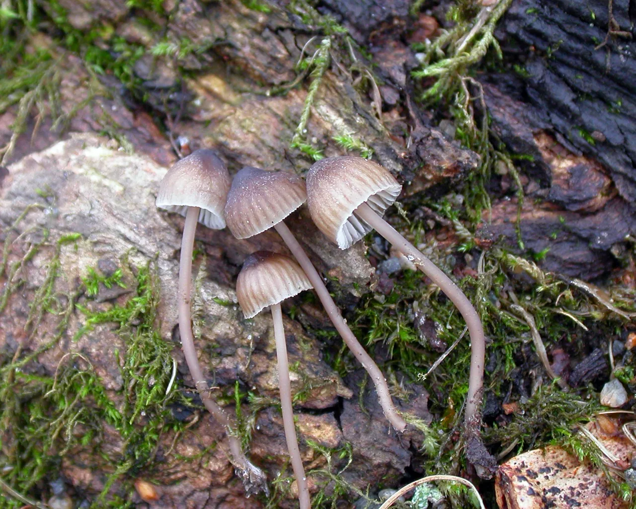 Mycena erubescens (Mycena erubescens) — photo mycologique