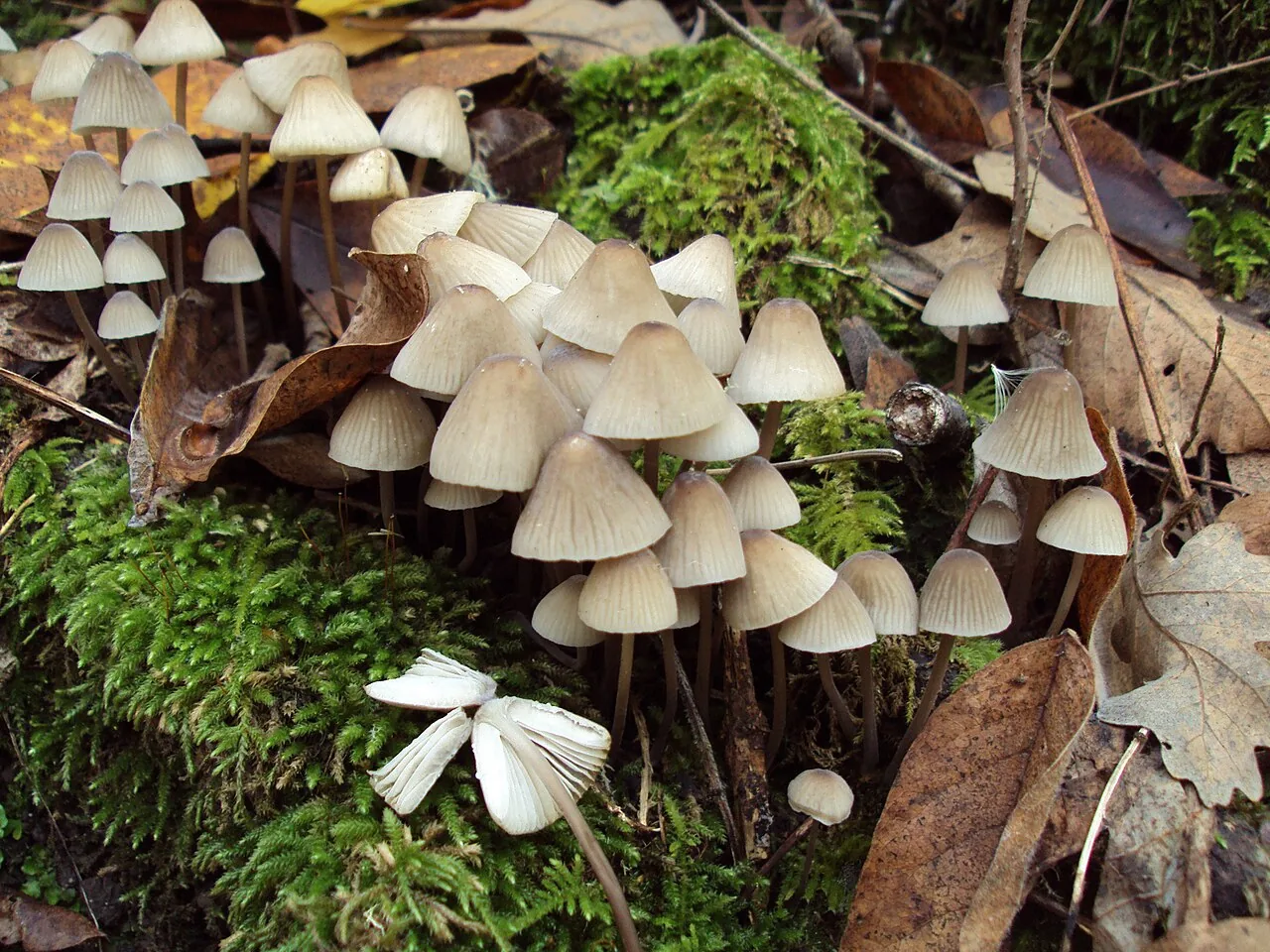 Mycena galopus (Mycena galopus) — photo mycologique