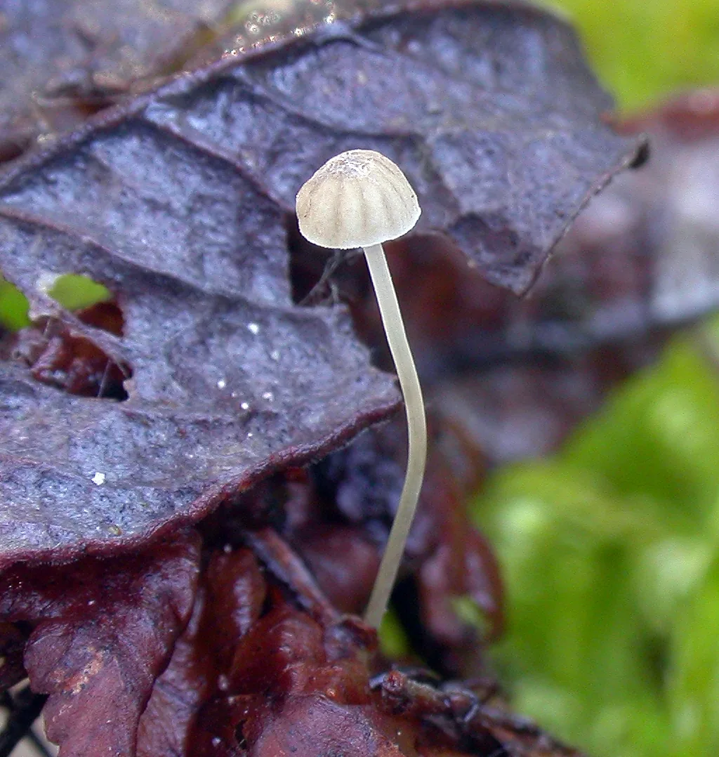 Mycena guldeniana (Mycena guldeniana) — photo mycologique