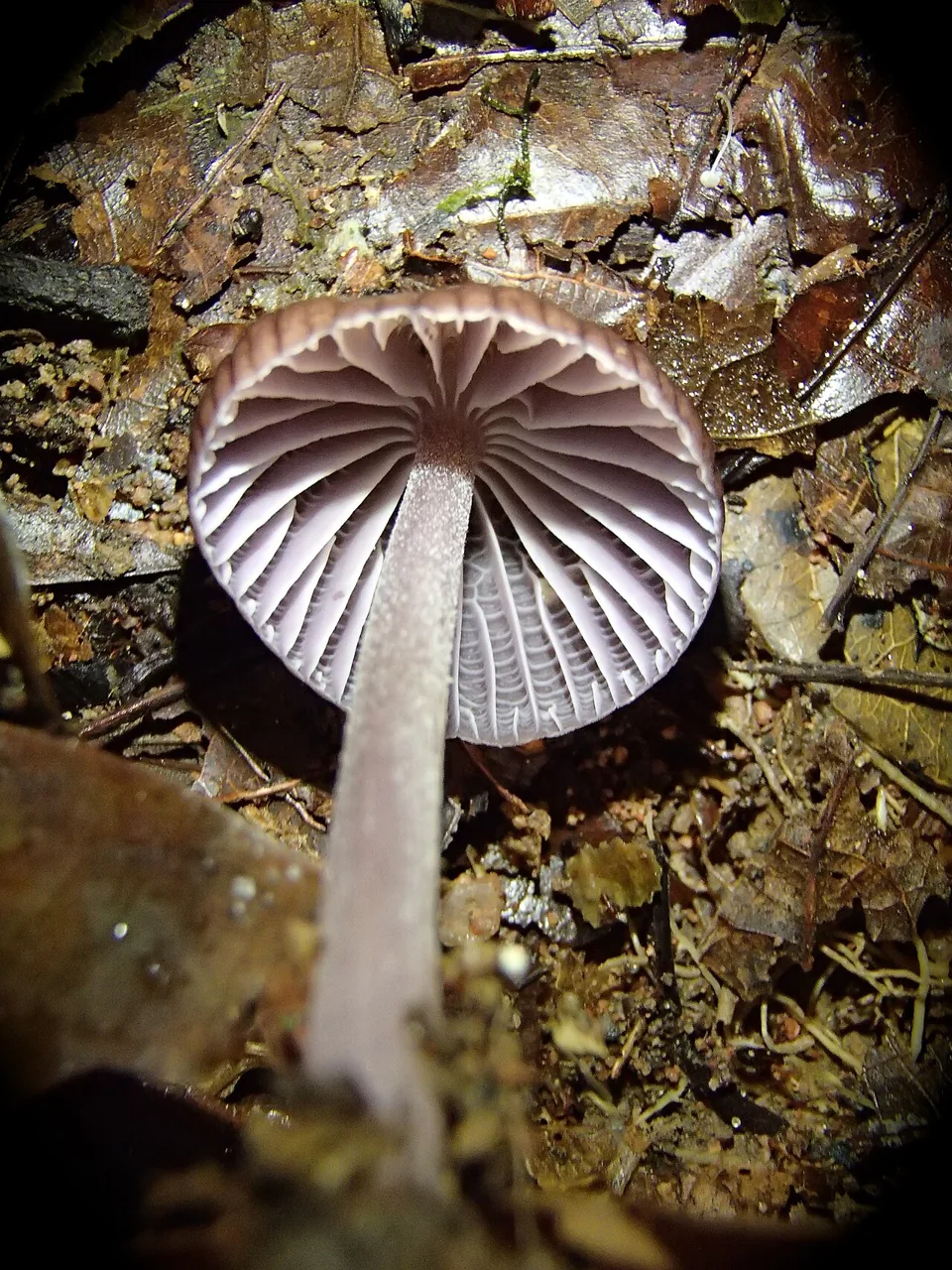 Mycena holoporphyra (Mycena holoporphyra) — photo mycologique