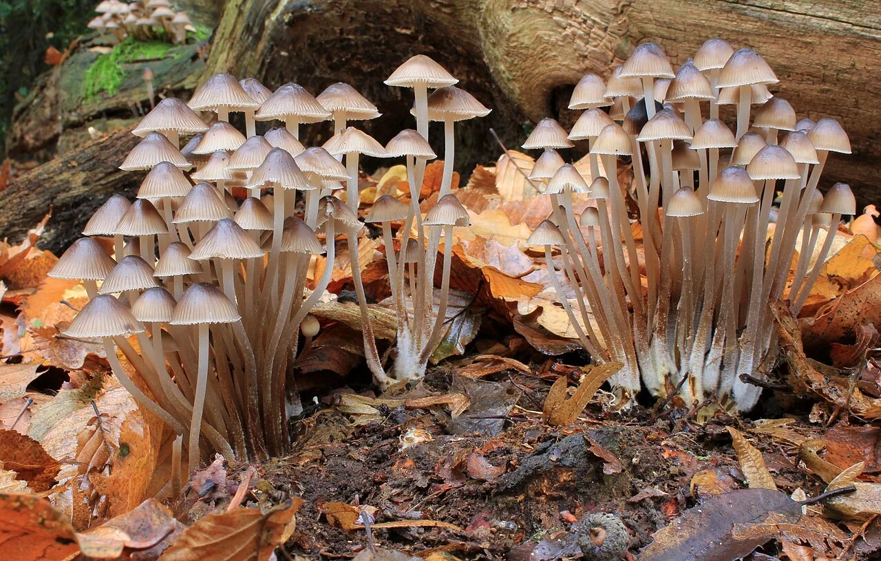 Mycena inclinata (Mycena inclinata) — photo mycologique