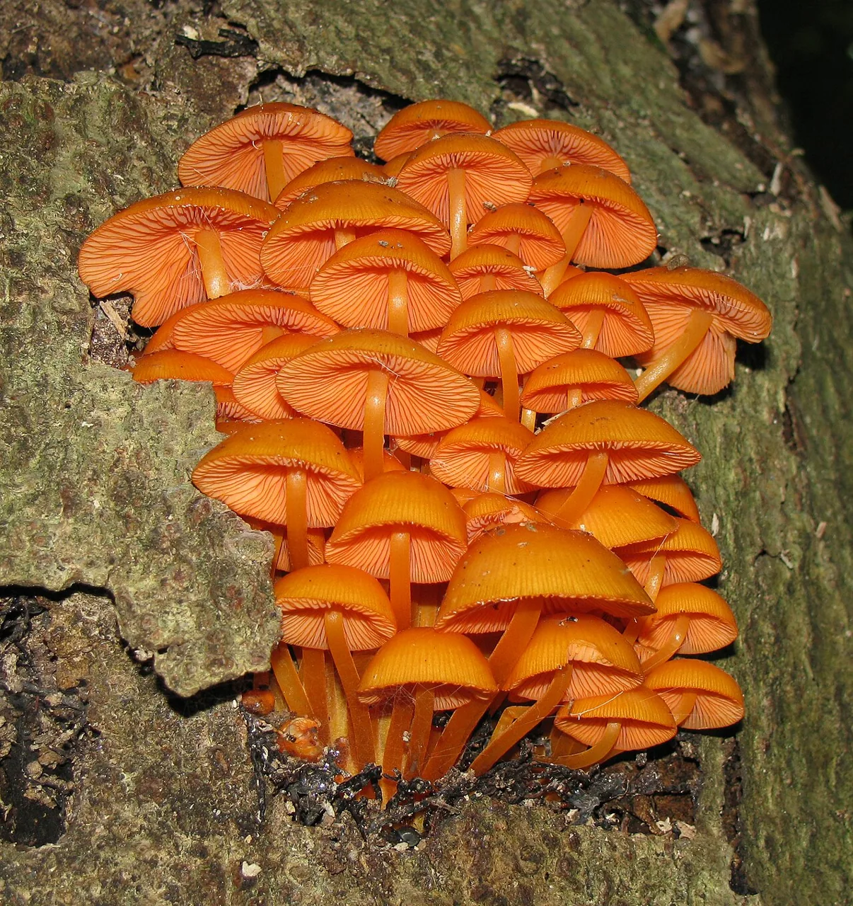 Mycena leaiana (Mycena leaiana) — photo mycologique