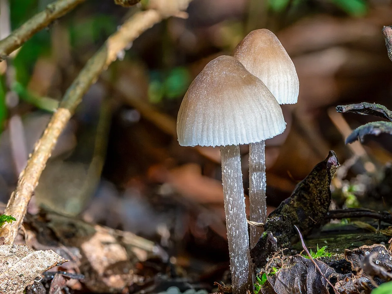Mycena leptocephala (Mycena leptocephala) — photo mycologique
