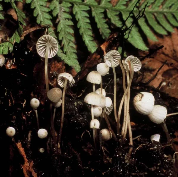 Mycena lohwagii (Mycena lohwagii) — photo mycologique