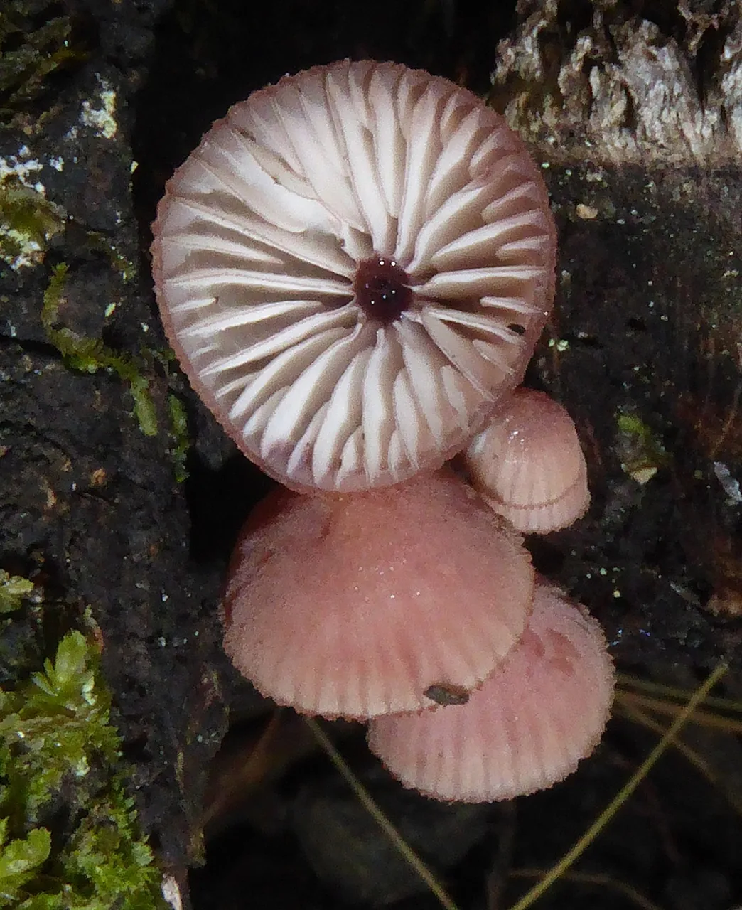Mycena mariae (Mycena mariae) — photo mycologique