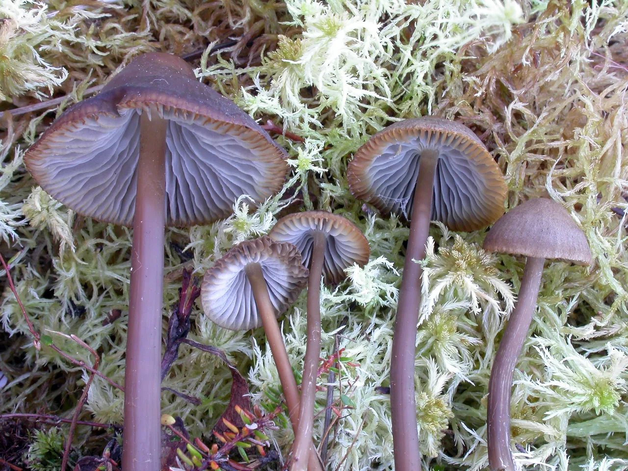 Mycena megaspora (Mycena megaspora) — photo mycologique