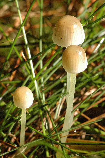 Mycena metata (Mycena metata) — photo mycologique