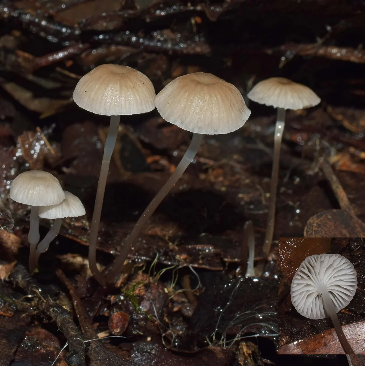 Mycena mijoi (Mycena mijoi) — photo mycologique