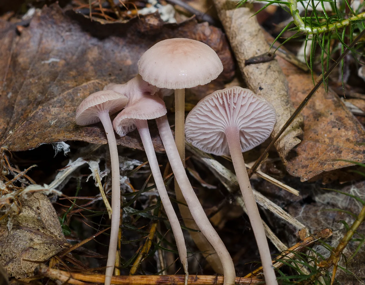 Mycena pearsoniana (Mycena pearsoniana) — photo mycologique