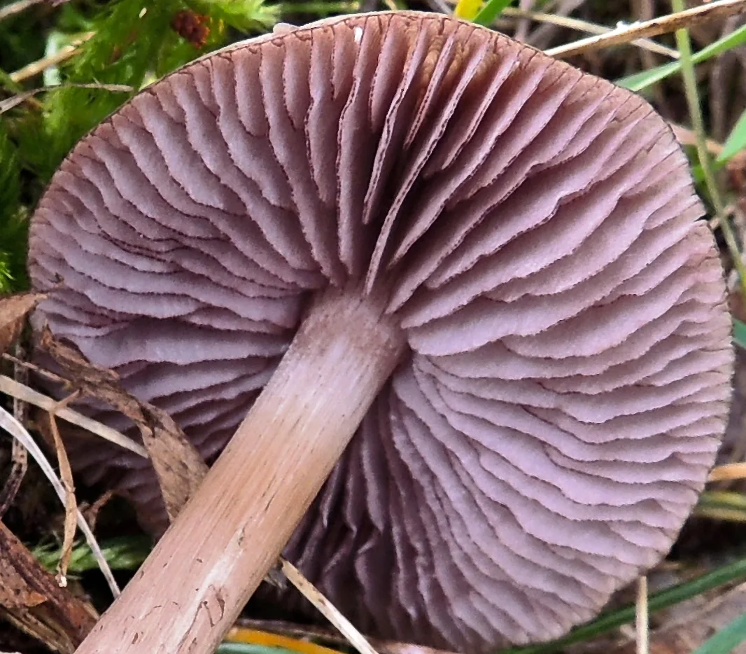 Mycena pelianthina (Mycena pelianthina) — photo mycologique