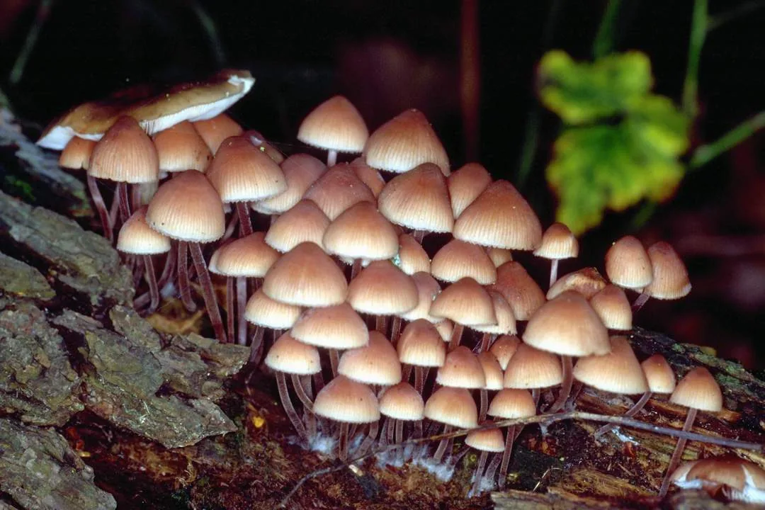 Mycena peyerimhoffii (Mycena peyerimhoffii) — photo mycologique