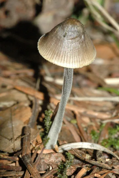Mycena polygramma (Mycena polygramma) — photo mycologique
