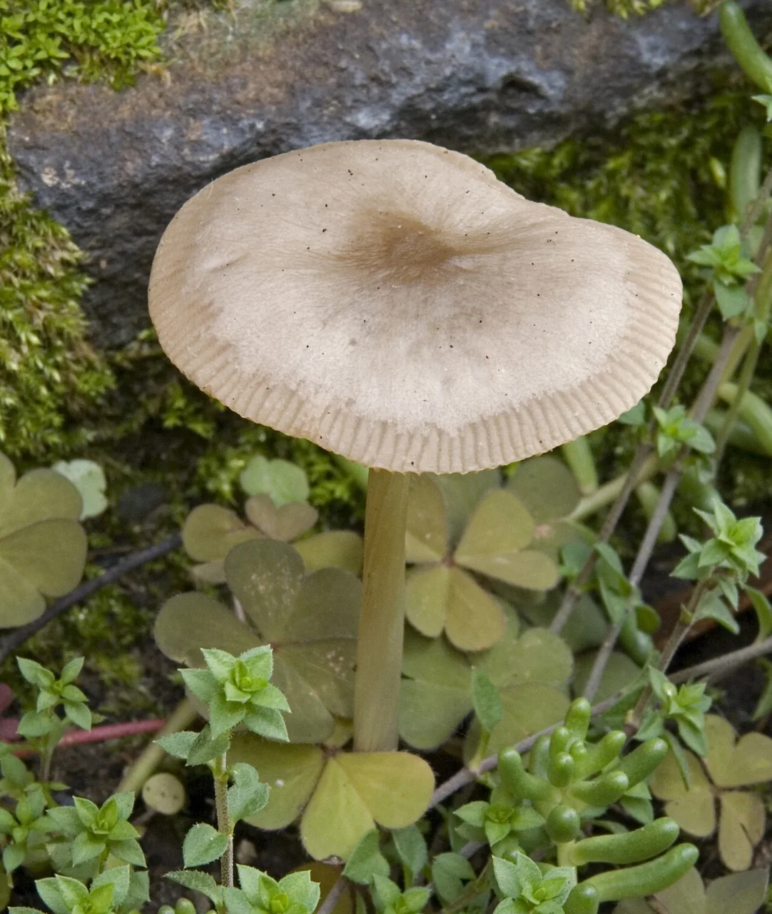 Mycena pura (Mycena pura) — photo mycologique