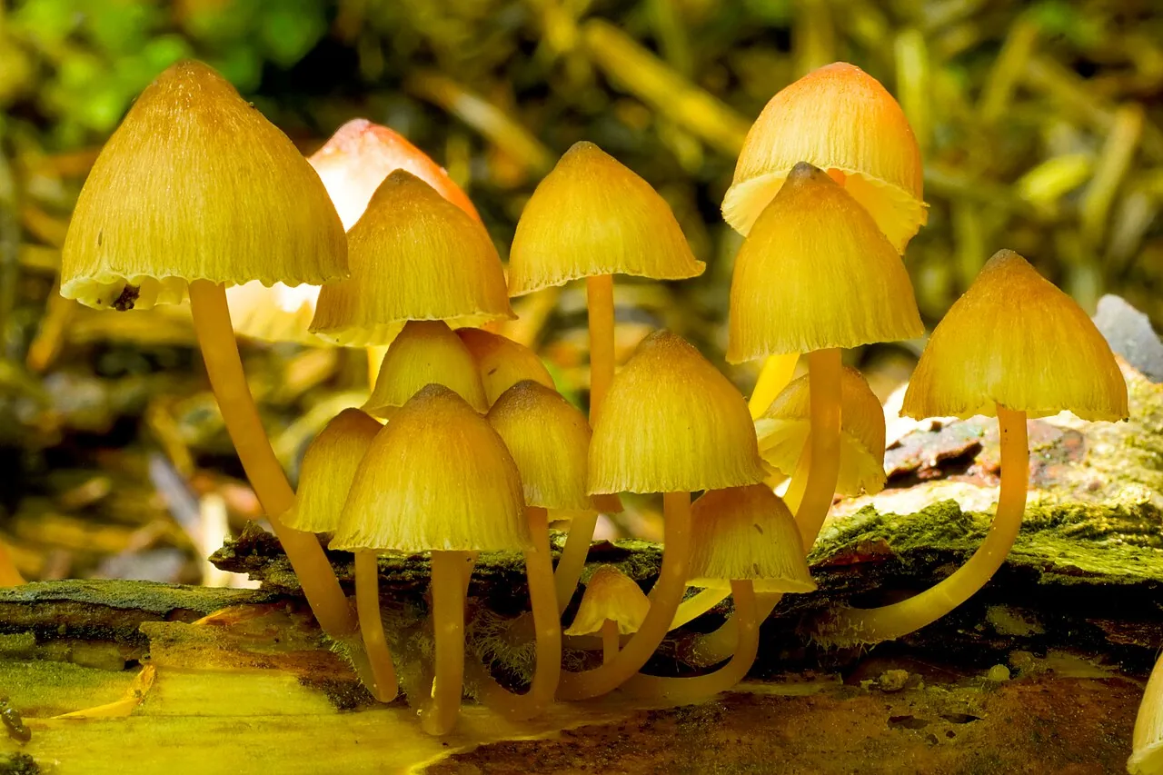 Mycena renati (Mycena renati) — photo mycologique