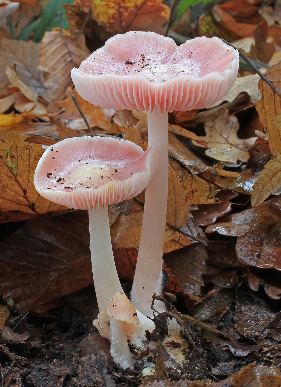 Mycena rosea (Mycena rosea) — photo mycologique
