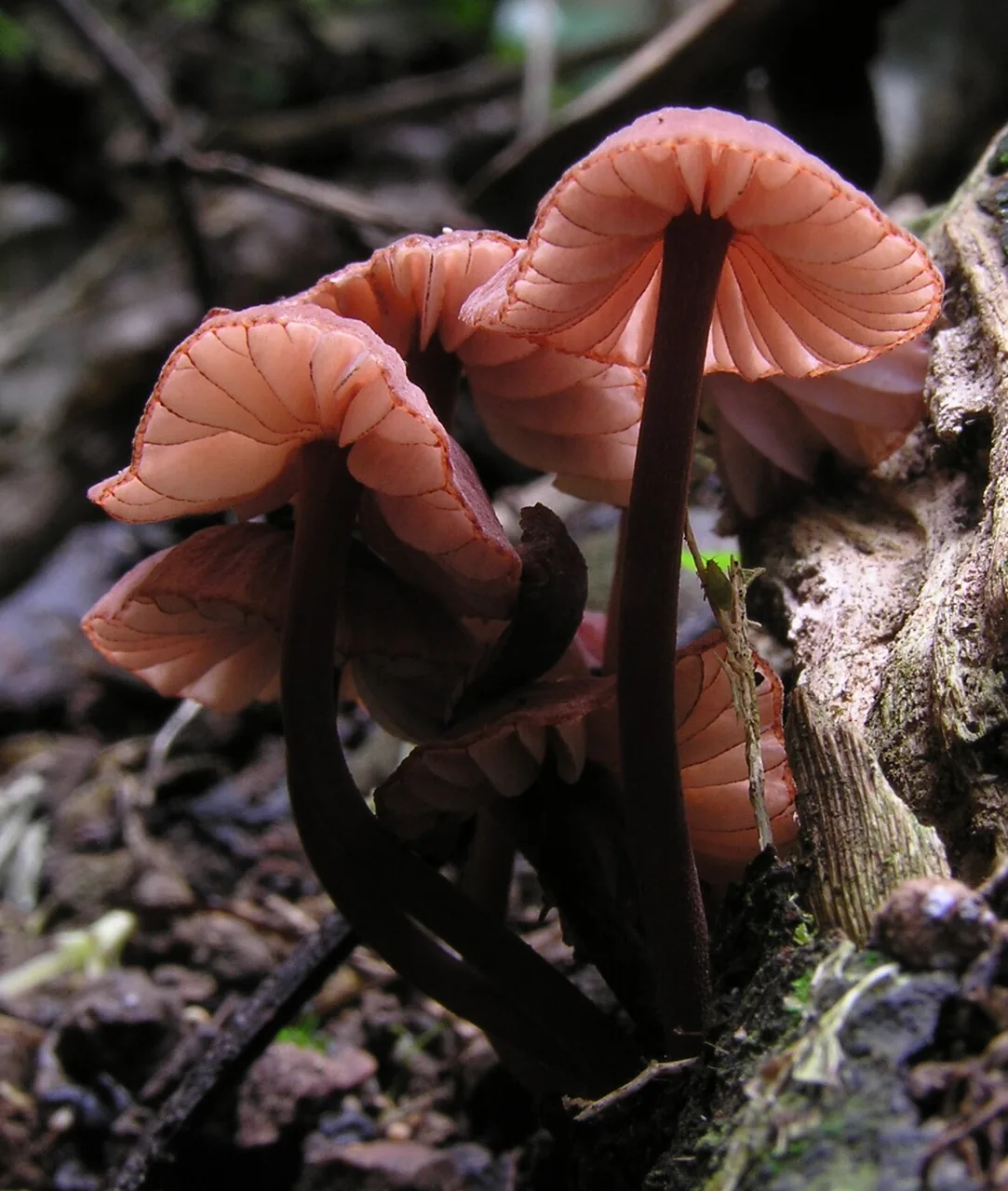 Mycena rubroglobulosa (Mycena rubroglobulosa) — photo mycologique