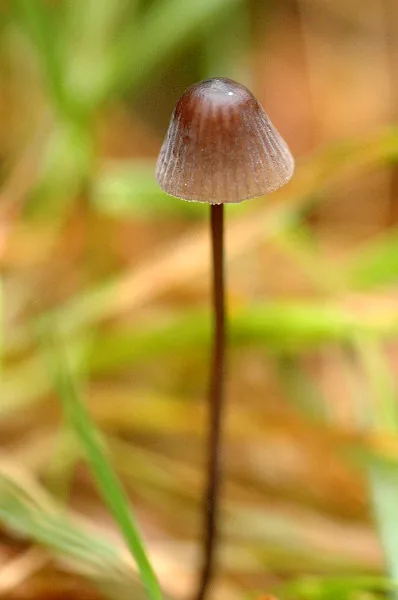 Mycena sanguinolenta (Mycena sanguinolenta) — photo mycologique
