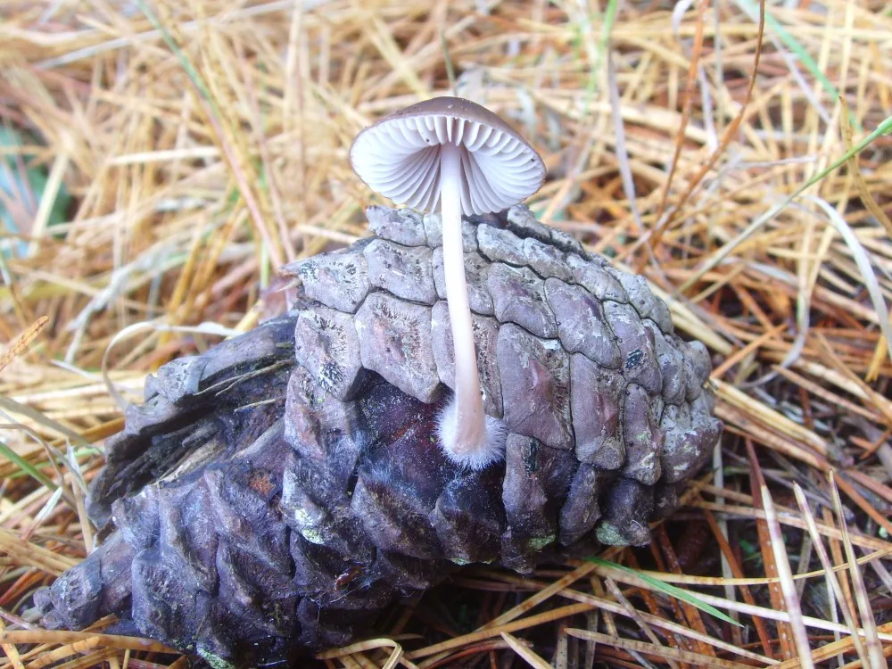 Mycena seynesii (Mycena seynesii) — photo mycologique