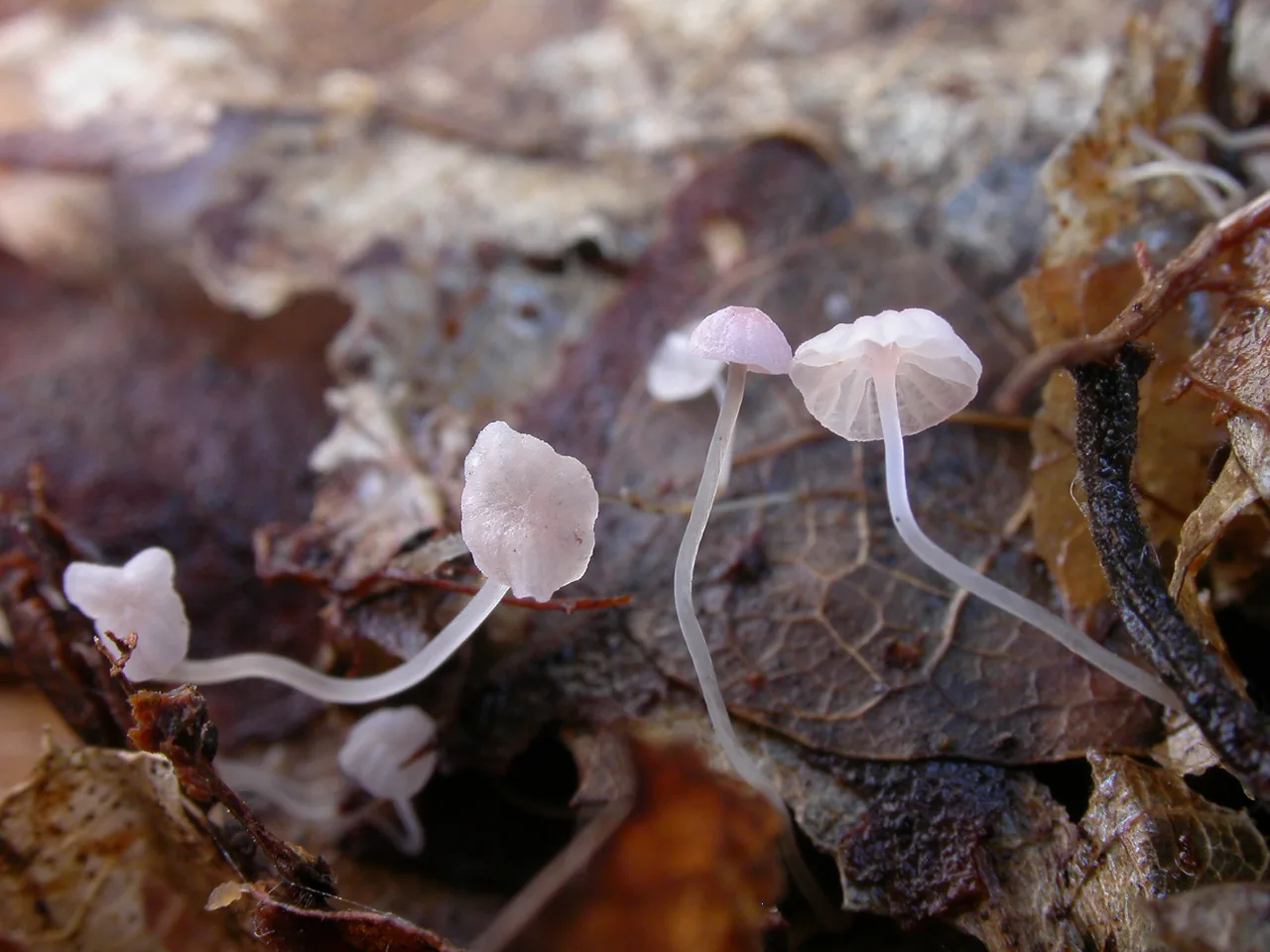 Mycena smithiana (Mycena smithiana) — photo mycologique